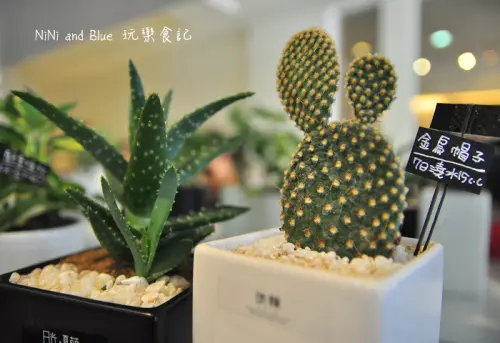 【台南】日光夏蘭，多肉植物療癒系盆栽，送禮自用皆宜，延平郡王祠附近，售後服務整沙、照顧諮詢