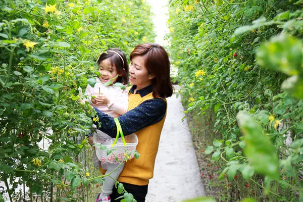【宜蘭景點】大林蕃茄園。有吉園圃認證的安全蔬果。礁溪溫泉番茄