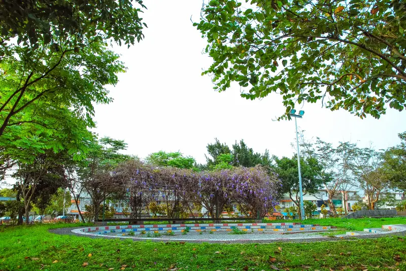 西安公園紫藤花