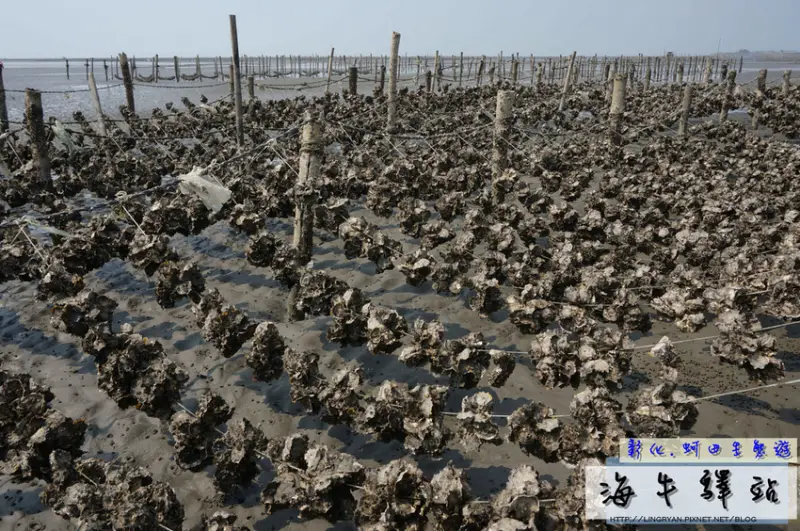 [彰化景點]海牛驛站-來到彰化玩什麼!?乘坐牛車、潮間帶生態活動體驗、大啖烤蚵及海鮮粥。