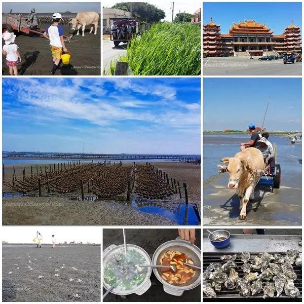 【彰化芳苑】跟著海牛蚵車體驗潮間帶樂趣。海牛驛站 