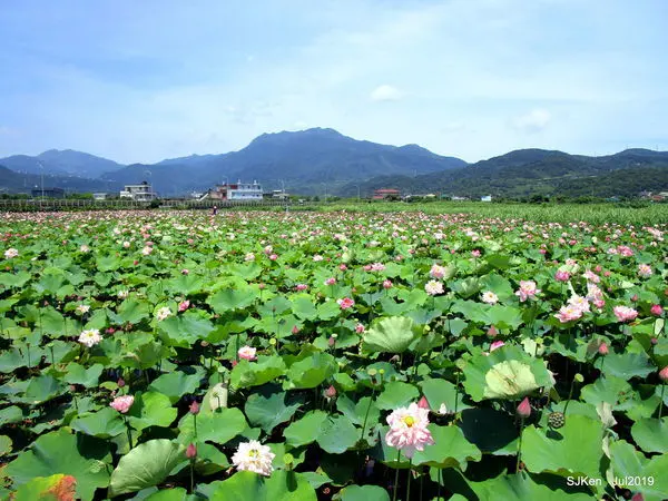 (金山清水濕地)「黃老伯小鶴友善蓮花田」--- 免費入田觀賞荷花與牡丹蓮，還可以現場買蓮子、蓮藕、切花與喝蓮子汁。