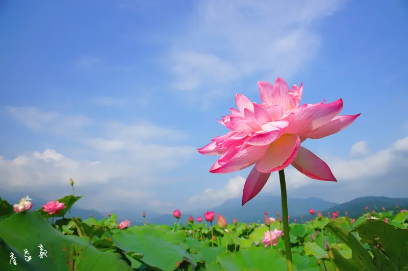 【金山】清水濕地，不同於一般荷花，高貴姿態『牡丹蓮』盛開