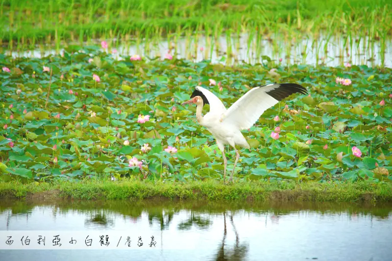 【金山】飛越五千公里來這裡，迷途的西伯利亞小白鶴