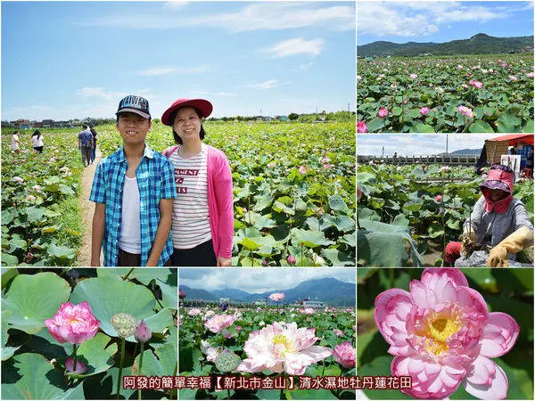 ﹝新北市金山遊記﹞清水濕地　有如桃白色漸層火炬，熱情洋溢般盛綻的牡丹蓮花海（7/08花況）　／小鶴基地／黃老伯的蓮花田／蓮花花海／金山景點