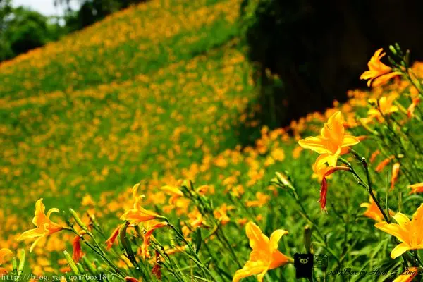 【台中。新社】金色花毯在新社。沐心泉金針花季