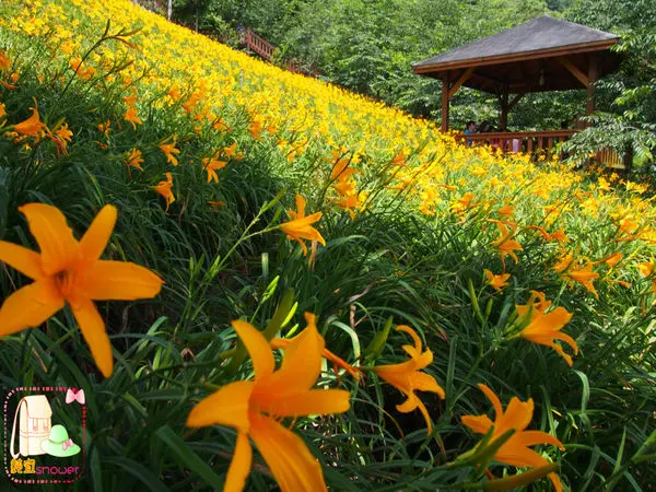◆【金針花兒開了】沐心泉休閒農場融入在金黃花海中