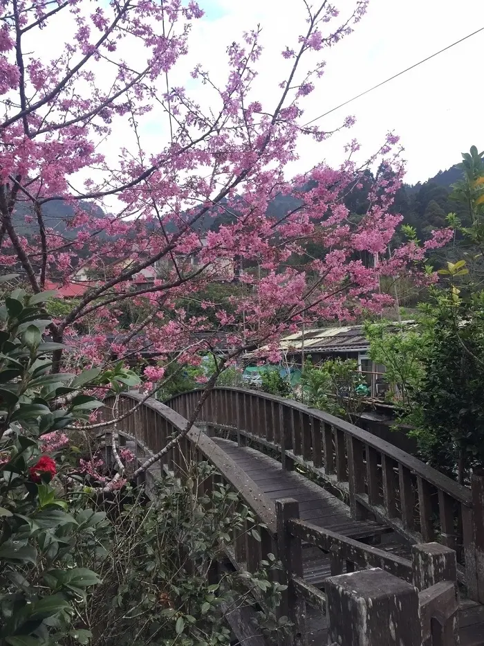 快搭上阿里山小火車前往櫻花季