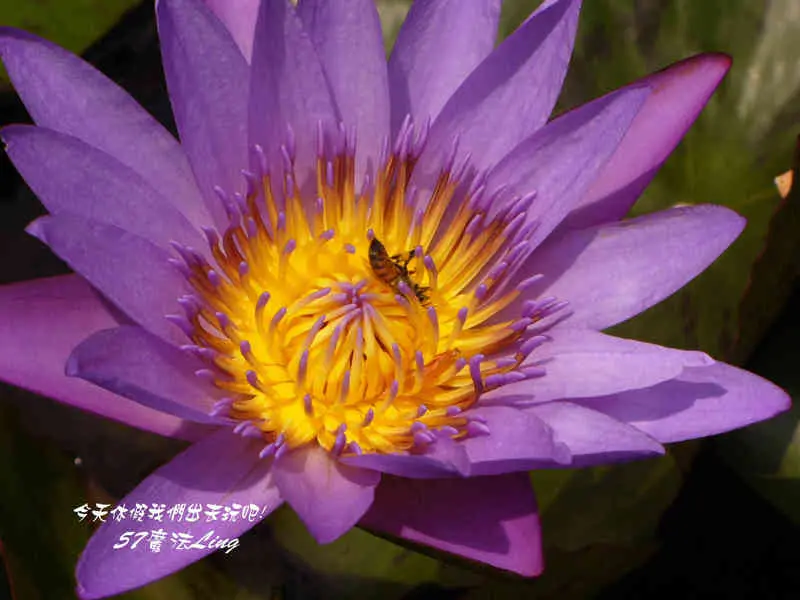 [ 彰化⊙大村]大葉大學門口的大葉池有荷花