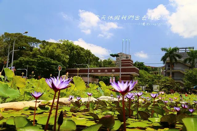 [ 彰化⊙大村]大葉大學。小葉欖仁大道。荷花池
