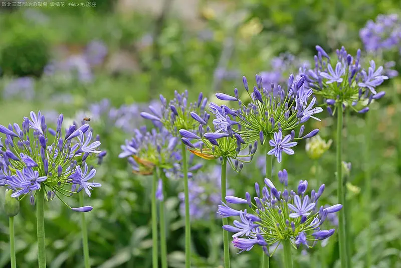 【台北景點】三芝~福德水車公園~阿助伯農場免費愛情花開放~可以買花喔！同場加映~中途祕境荷花田~