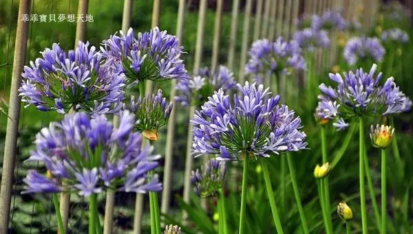 【三芝 / 賞花】阿助伯農場 - 夢幻紫 之愛情花