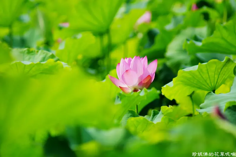 【新北-三峽區】2018三樹路98巷荷花田賞荷