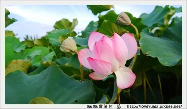 【新北◍•ᴗ•◍三峽】賞花・三峽三樹路荷花田・6/3下午17時花況｜濯清漣而不妖、美麗端莊的蓮花        
      