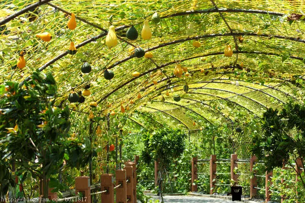 【苗栗。造橋】250公尺金瓜隧道。童話風藝術裝置。龍昇社區金瓜藝術季登場