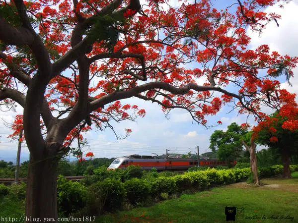【苗栗。造橋】造橋鐵道鳳凰花。好攝族取景聖地。鳳凰花開拍攝超夯景點
