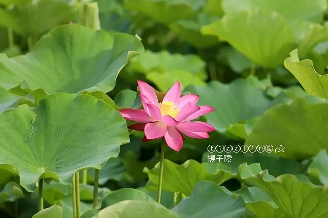 2019二重疏洪道。疏洪荷花公園。荷花開～