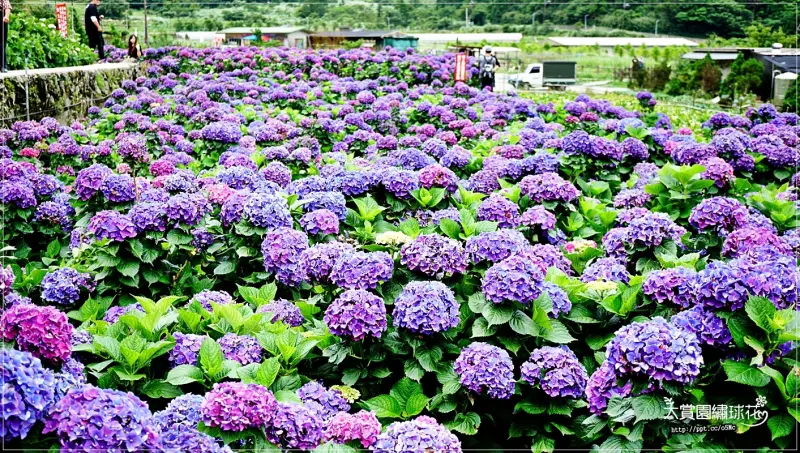 【大賞園繡球花】IG熱門打卡景點～整個都是我個人獨秀的繡球花海，七彩繽紛的繡球花，怎麼拍都美麗，一生中必拍的場景，沒有過會後悔