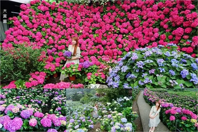 2019台北繡球花景點 ▶ 大賞園繡球花 ▶ 超唯美5米花牆 竹子湖繡球花季開跑 最新花況、門票、交通管制及公車資訊!