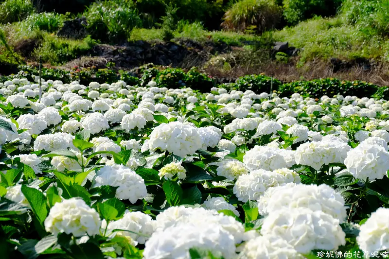 【台北-北投區】2018陽明山竹子湖繡球花季：大賞園欣賞純白繡球花