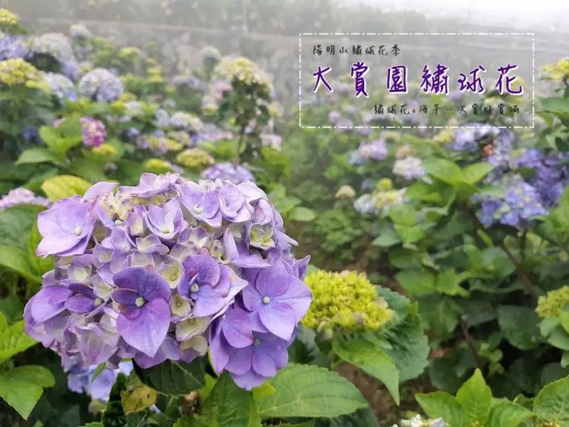 旅遊。台北⁥⁥★陽明山大賞園繡球花 海芋+繡球花一次賞齊 · 妮妮˙ˇ˙用類單記錄生活!!
