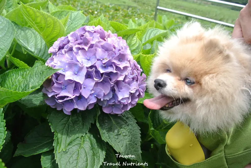 【台北．北投】帶著毛小孩一起幸福追花去！陽明山竹子湖大賞園的繽紛繡球花