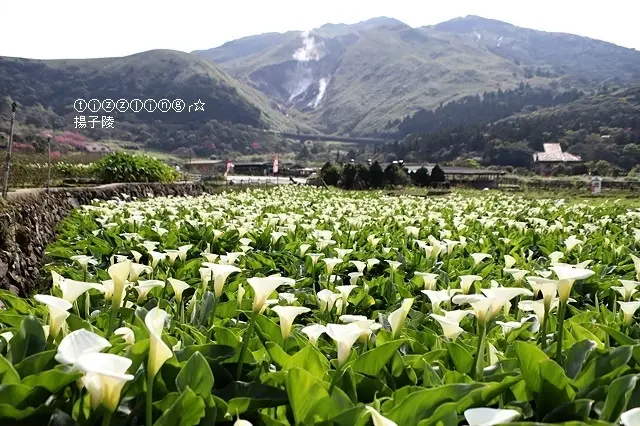 2020竹子湖海芋季/繡球花季&大賞園繡球花/海芋。（活動時間2020/03/27～06/21止）～