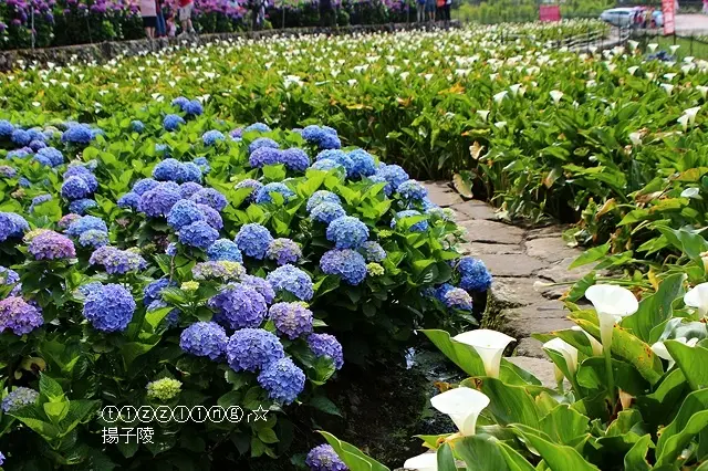 2018陽明山竹子湖。大賞園繡球花開～