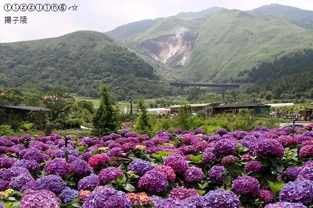 2017陽明山竹子湖。大賞園繡球花開&竹子湖黑森林&一日快閃。台北熱氣球光雕音樂會～