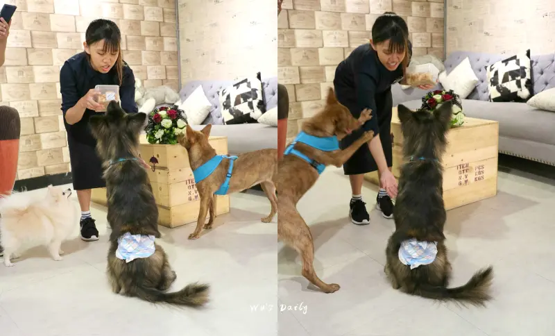 ├吃喝┤├捷運中山國中站┤A‧Place CAFE 空間超大，店員都是真心愛寵物不只是寵物友善而已!