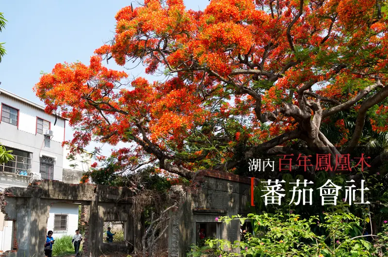 湖內 蕃茄會社 5~6月限定 百年鳳凰木 大湖甘仔蜜會社遺址