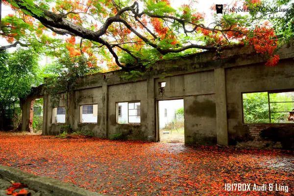 【高雄。湖內】蕃茄會社。鳳凰花紅地毯。甘仔蜜會社。百年鳳凰花大盛開
