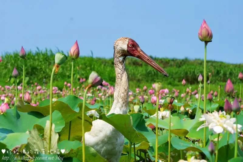 【新北-金山區】磺清大橋旁賞牡丹蓮同場加映觀賞西伯利亞白鶴