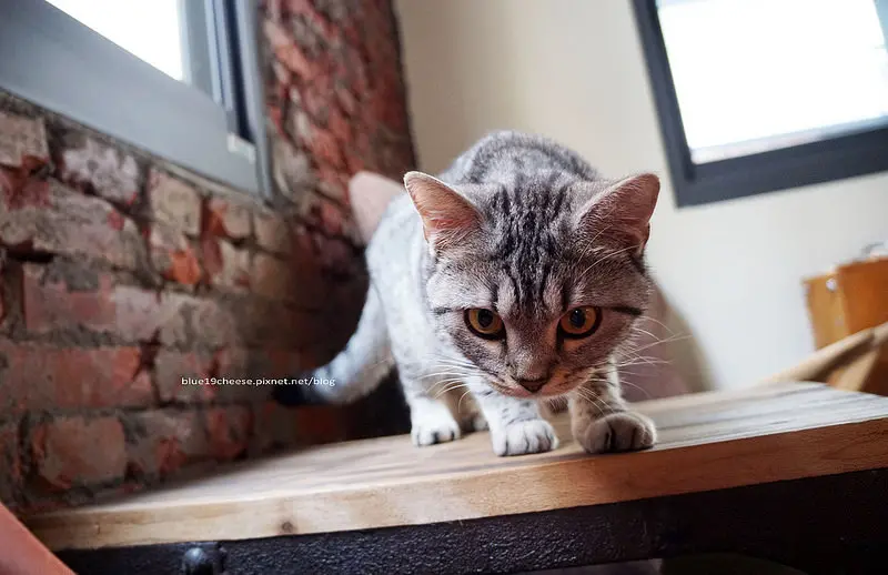 【台中西屯】好日咖啡 咖啡店 室內裝潢服務- 慵懶折耳店貓妹妹.下午三點才開始營業.凌晨二點前還有咖啡可以喝的隱密巷弄中設計感的咖啡館.逢甲大鵬新城旁巷子.近85度C和台新銀行.內附有找到店家路線.5