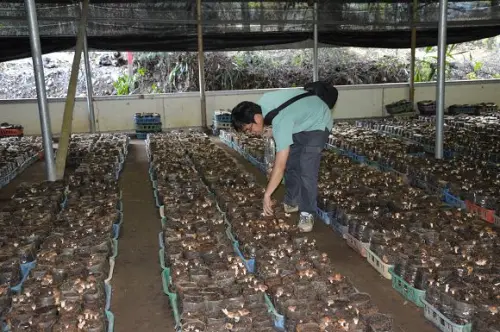 阿亮香菇園~~新社香菇街體驗採香菇的樂趣