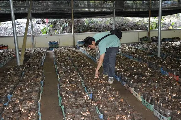 阿亮香菇園~~新社香菇街體驗採香菇的樂趣