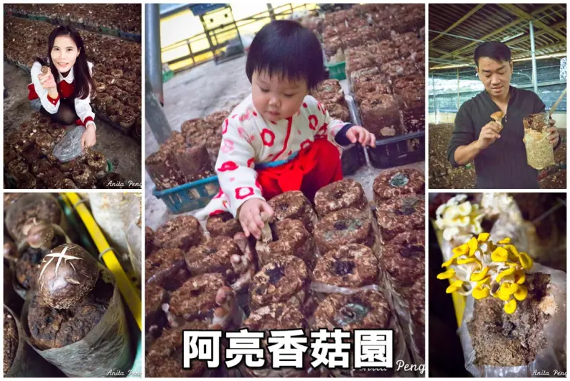 【玩樂．台中】阿亮香菇園～體驗採菇的樂趣，小心越採越上癮！