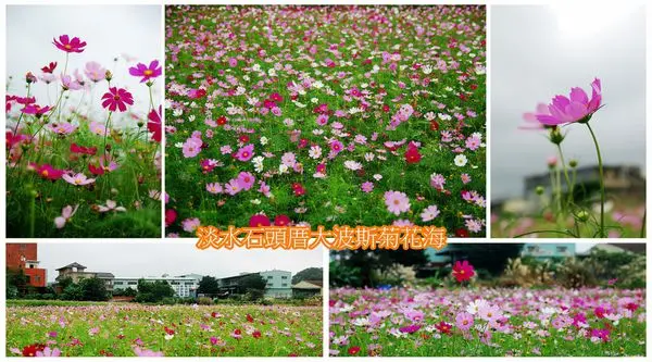 淡水‧屯山里石頭厝波斯菊花海