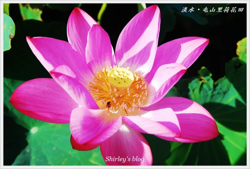 淡水賞荷秘境~屯山里石頭厝荷花田