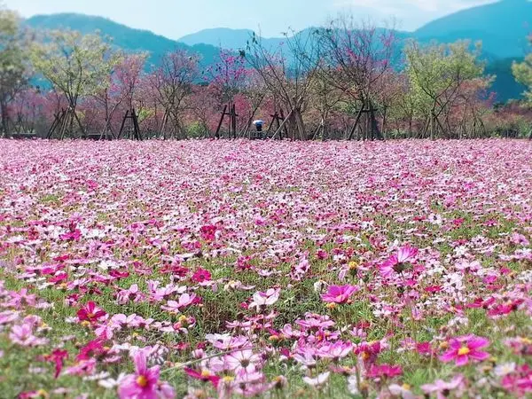 2018宜蘭大同櫻花季【大同崙埤河濱公園】一大片波斯菊花海櫻花齊花爭艷/台北最美的後花園