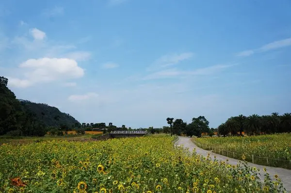 【宜蘭。大同鄉。賞花】崙埤社區花海 向日葵、波斯菊與百日草好美