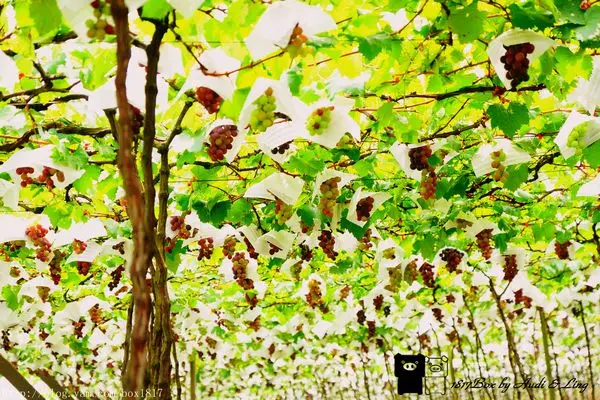 【彰化。大村】葡萄串的世界。大村葡萄隧道