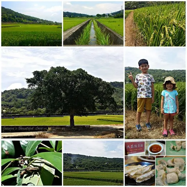 【新竹新埔】初訪美麗梯田旁的新埔金城武樹。順便品嚐大蒜餃子館