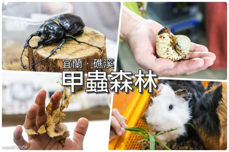 【宜蘭景點】礁溪親子景點／宜蘭室內景點／甲蟲森林生態教室～豐富有趣的自然生態，還有讓人驚聲尖叫的肥大雞母蟲