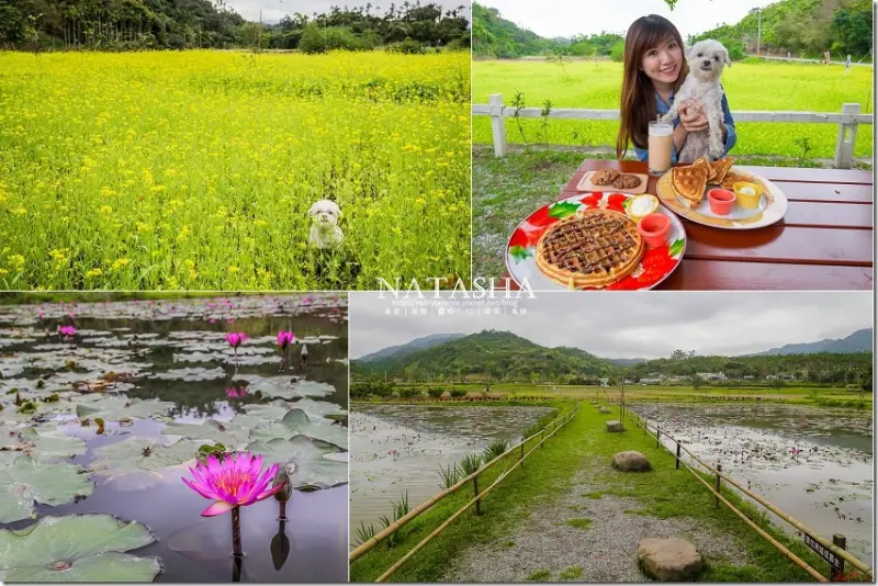花蓮。鳳林│發現六階鼻~秘密仙境大公開。一大片油菜花田及超美睡蓮池陪您用餐【寵物友善餐廳】