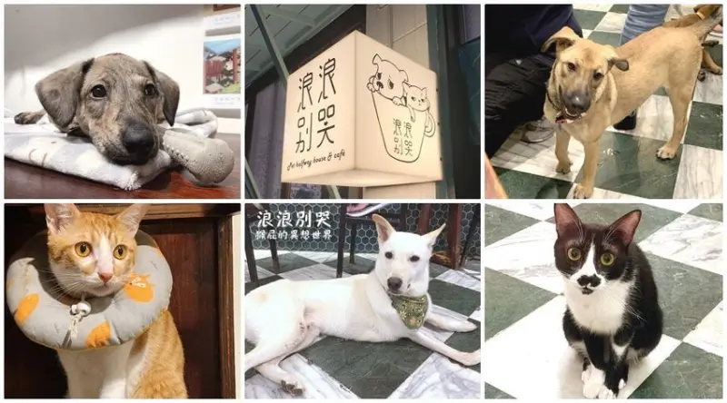 浪浪別哭，讓我陪你等家！毛小孩陪你吃飯，冰火焦糖布丁很好吃