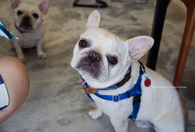 【台中北屯】包旺家BOWWOW - 超萌店狗拿鐵和布布booboo及咕粒.一樓餐點好吃又飽足的寵物餐廳.早午餐輕食鬆餅咖啡午茶.有自家庭院和草地可奔跑.二樓寵物食品雜貨用品