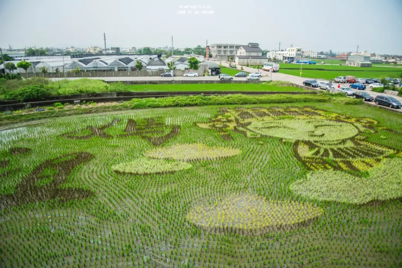 Miaoli｜苗栗‧苑裡｜2016年第一期稻作，時間限定的山腳社區彩繪稻田又來啦！