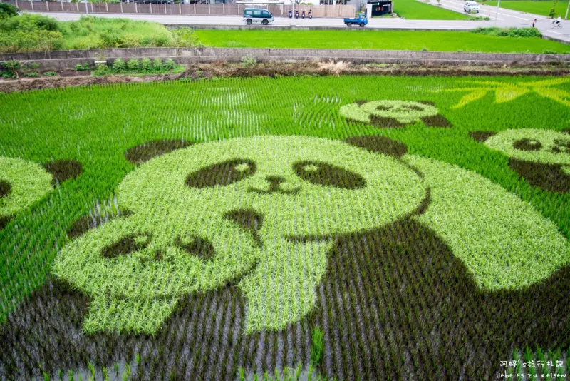 Miaoli｜苗栗‧苑裡｜2015年時間限定山腳社區彩繪稻田，旁邊還有藺草文化館可以參觀