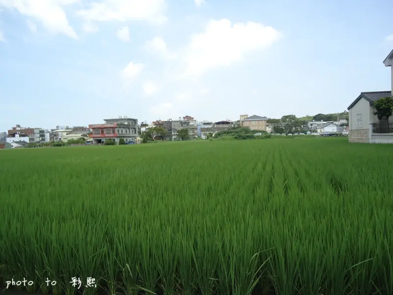 【苗栗。苑裡】 2015稻田彩繪-貓熊家族